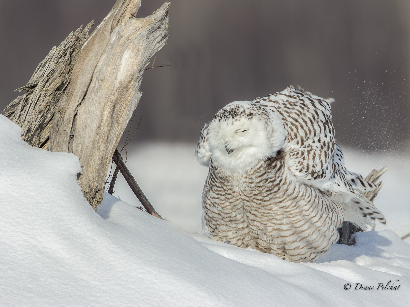 Canon EOS 60D + Canon EF 300mm F2.8L IS II USM sample photo. Snowy owl photography