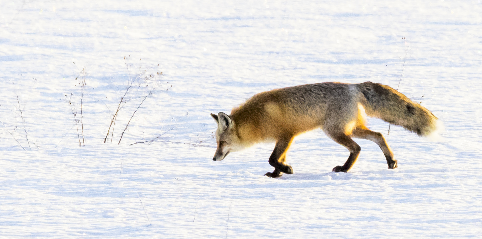 Canon EOS-1D X Mark II + Canon EF 600mm F4L IS II USM sample photo. Red fox in grand teton national park photography