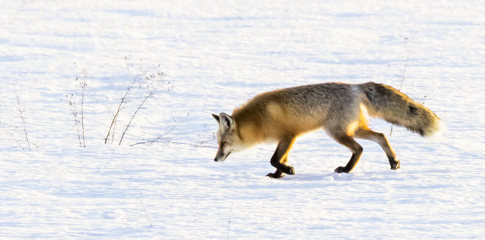 Canon EF 600mm F4L IS II USM sample photo. Red fox in grand teton national park photography