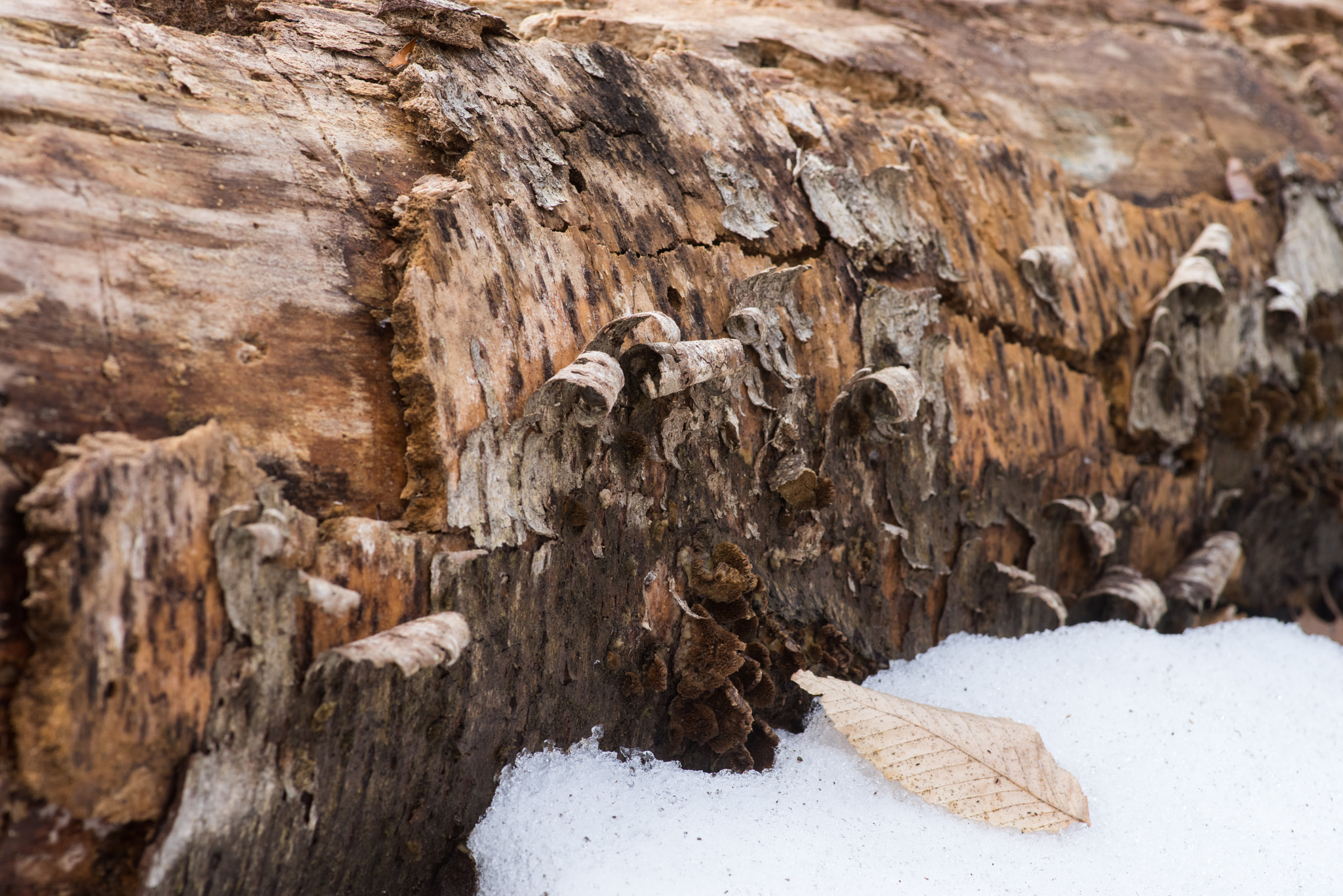 Pentax K-1 sample photo. Rotting log and beech leaf photography