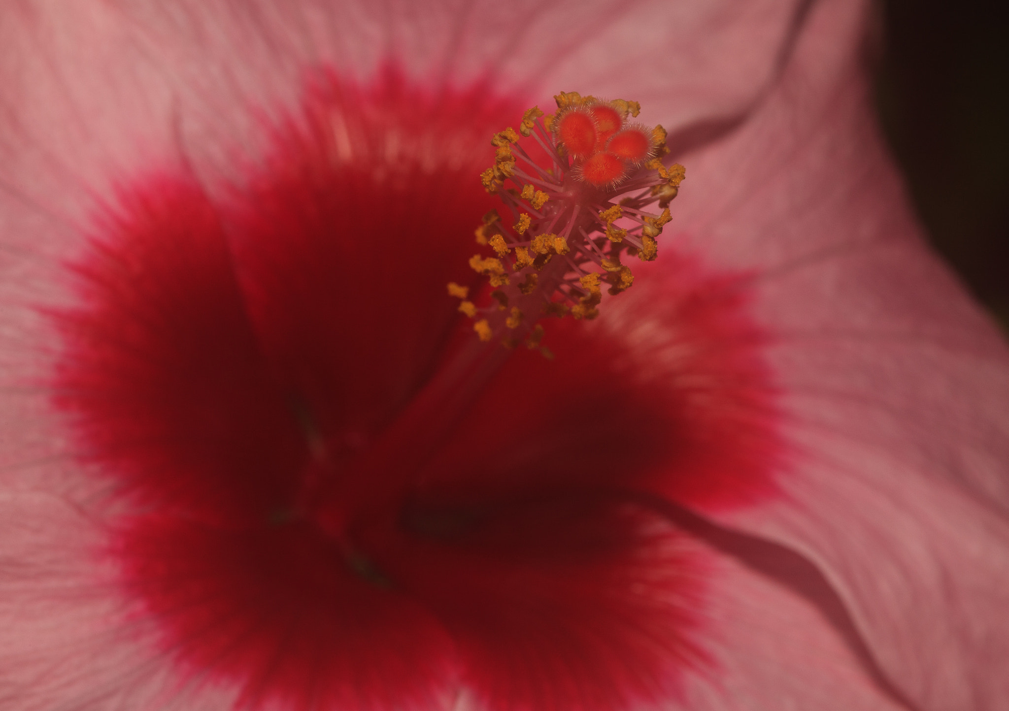 Canon EF 100mm F2.8 Macro USM sample photo. Stamen2 photography