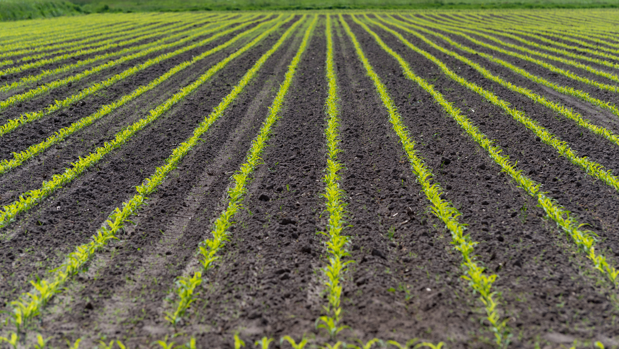 Pentax K-1 sample photo. Rows young corn photography