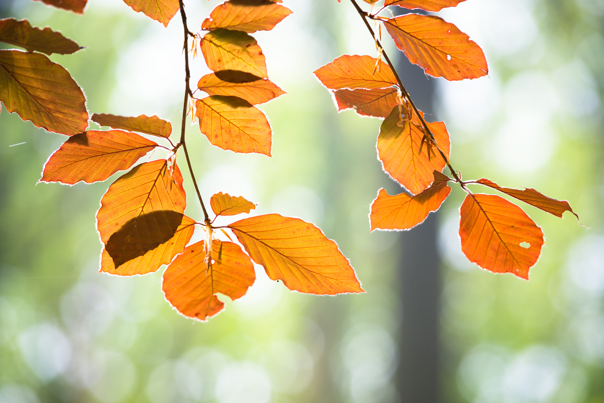 Pentax K-1 sample photo. Young beech leaves photography