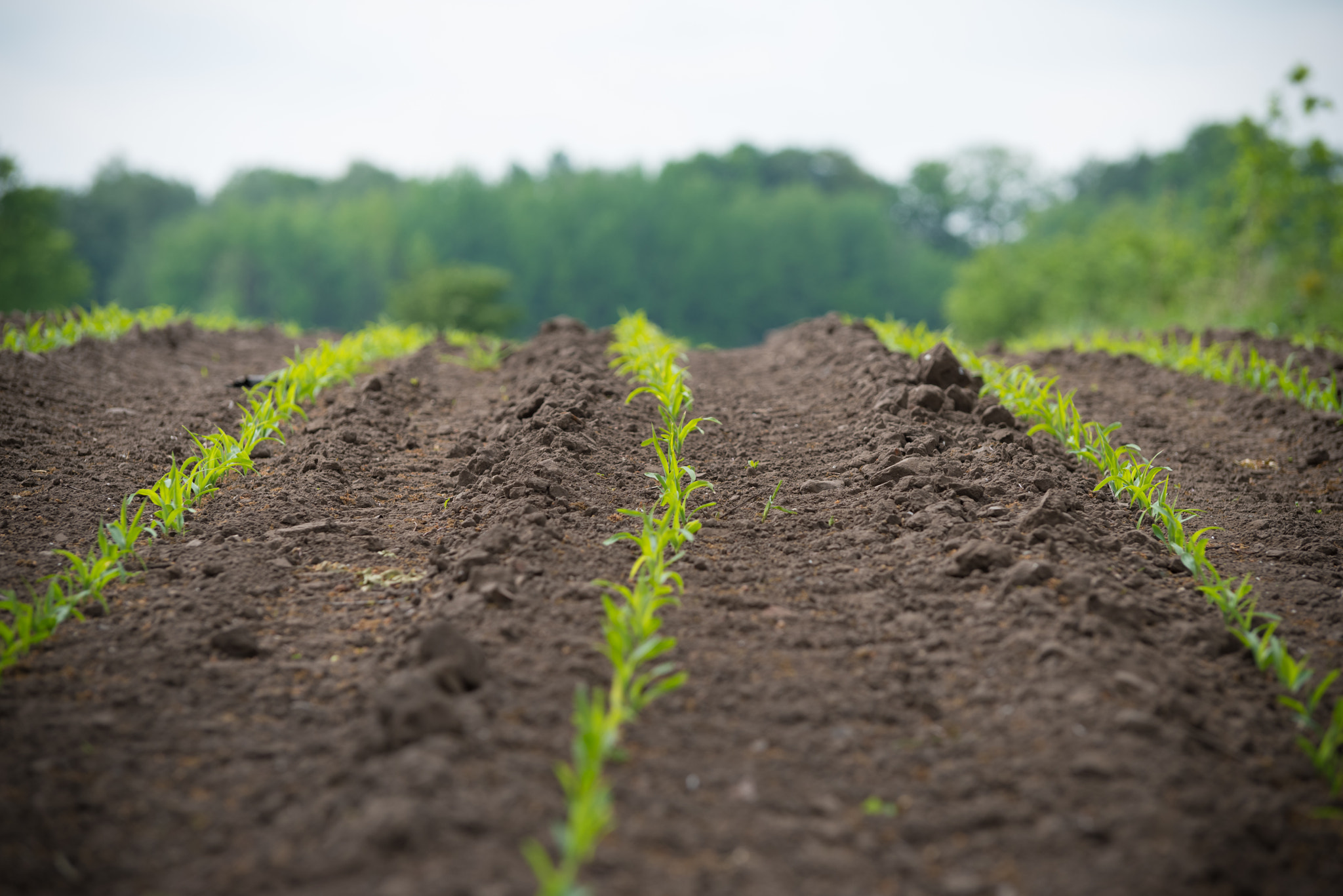Pentax K-1 sample photo. Rows young corn photography