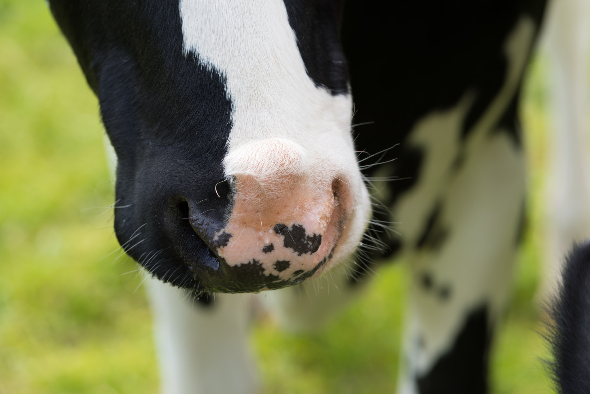 Pentax K-1 sample photo. Cows nose closeup photography