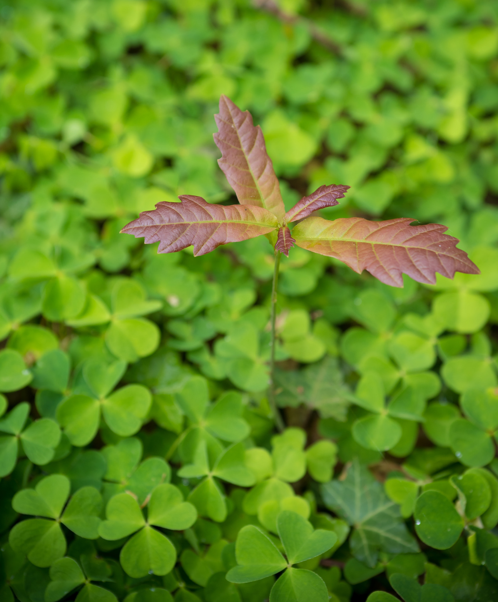 Pentax K-1 + Sigma sample photo. Young oak tree photography