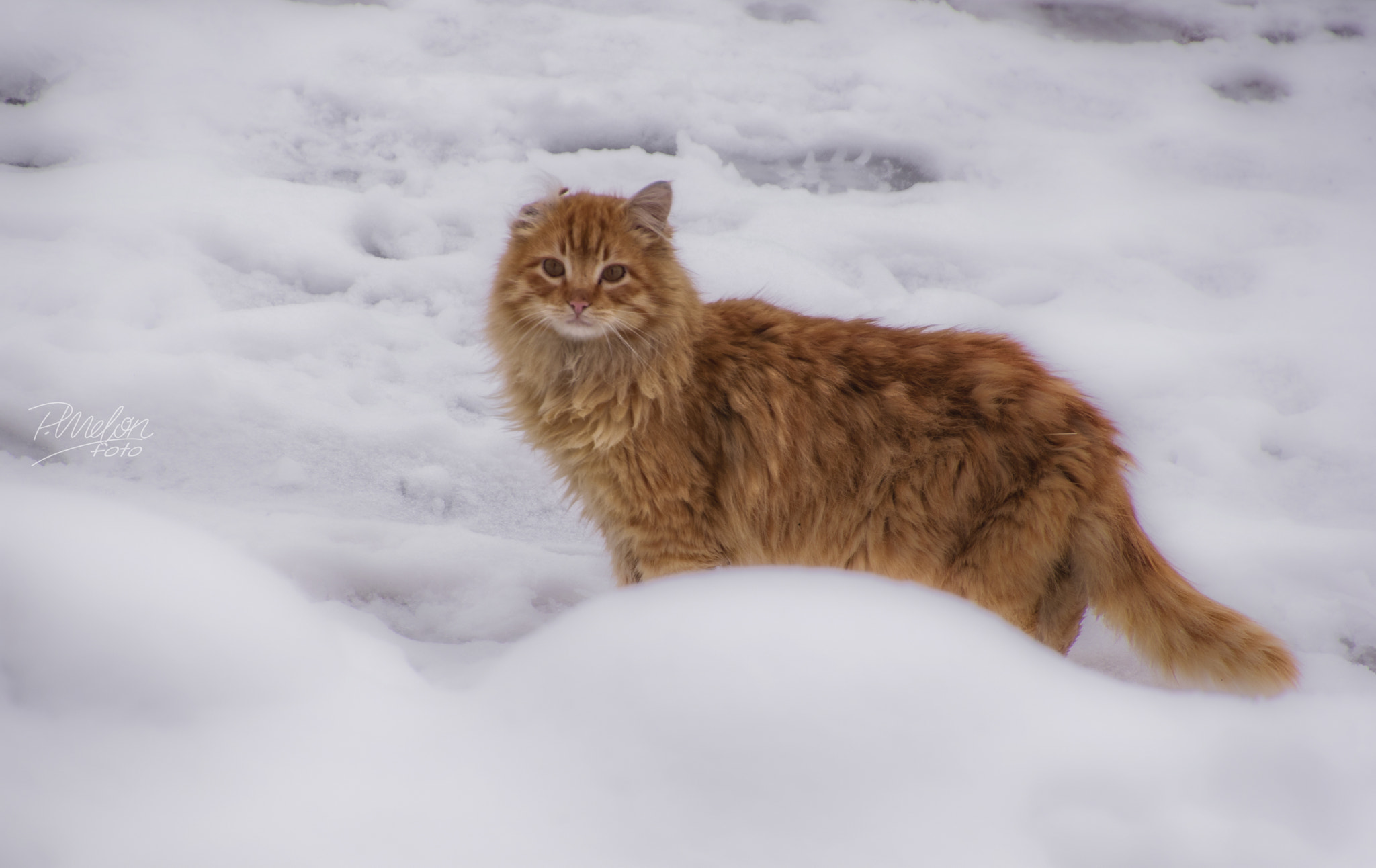 Tamron 16-300mm F3.5-6.3 Di II VC PZD Macro sample photo. Gato en redipuertas photography