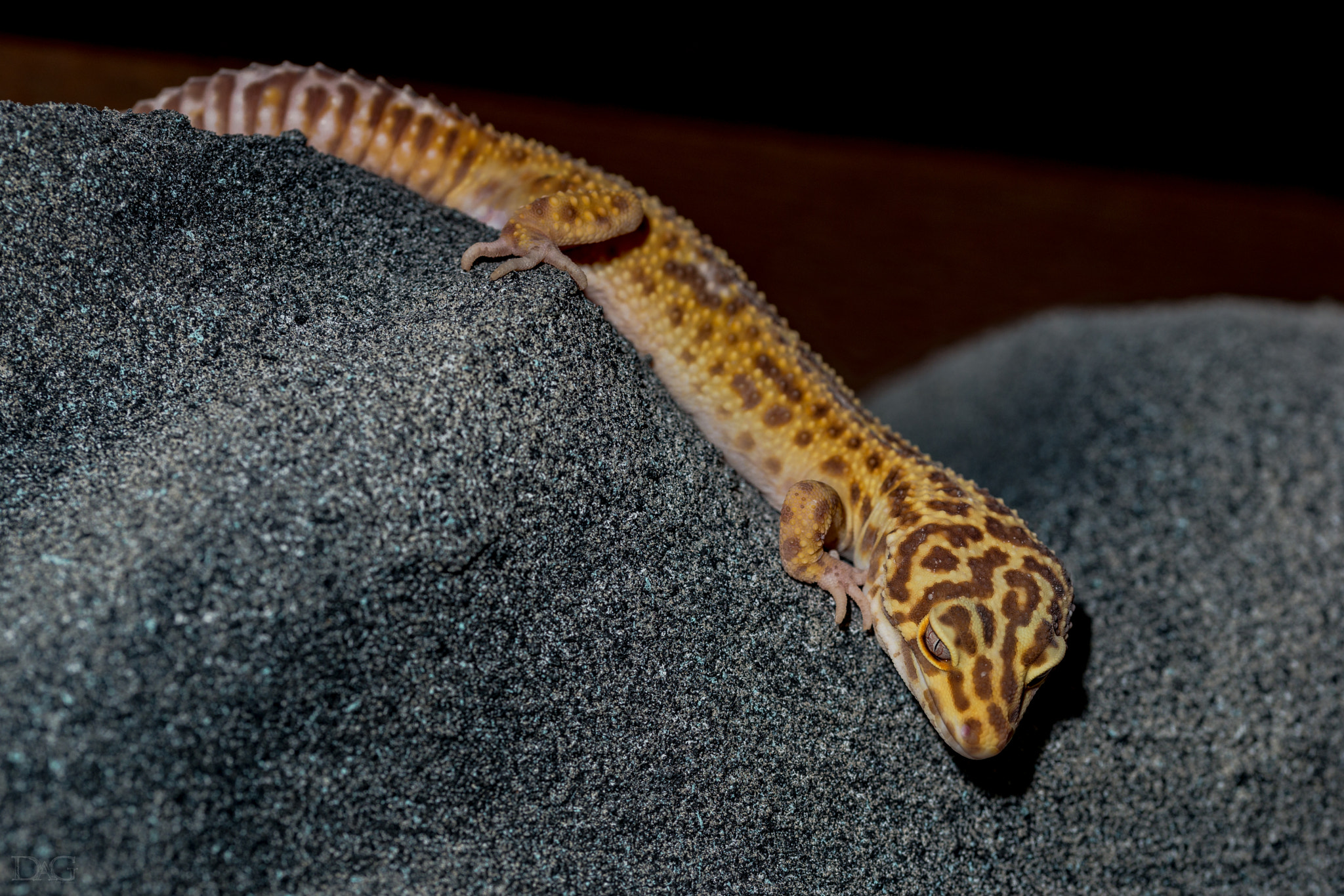 Sony a99 II + 105mm F2.8 sample photo. Eublepharis macularius - 24 photography