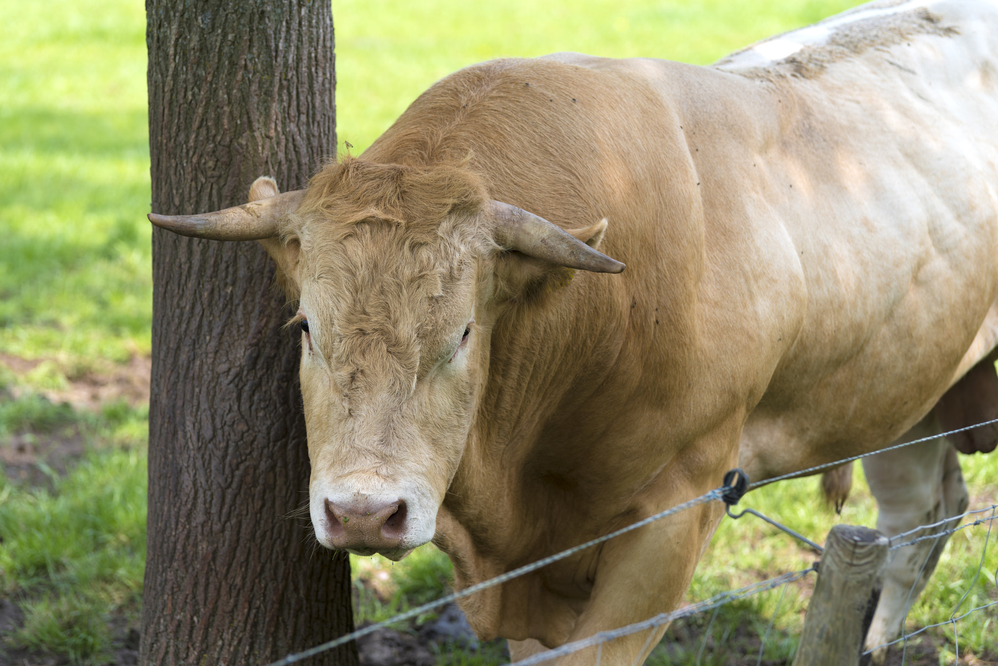 Pentax K-1 sample photo. Impressive limousine bull photography