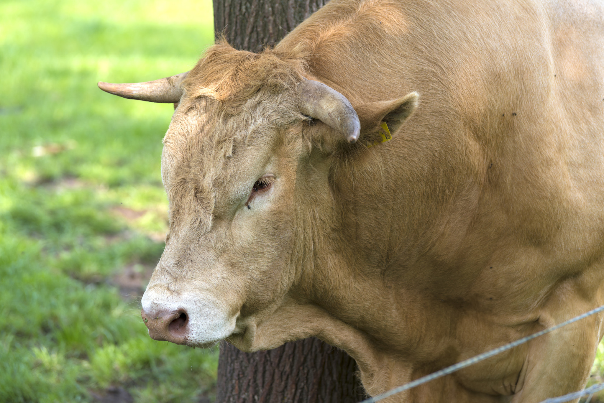 Pentax K-1 sample photo. Impressive limousine bull photography