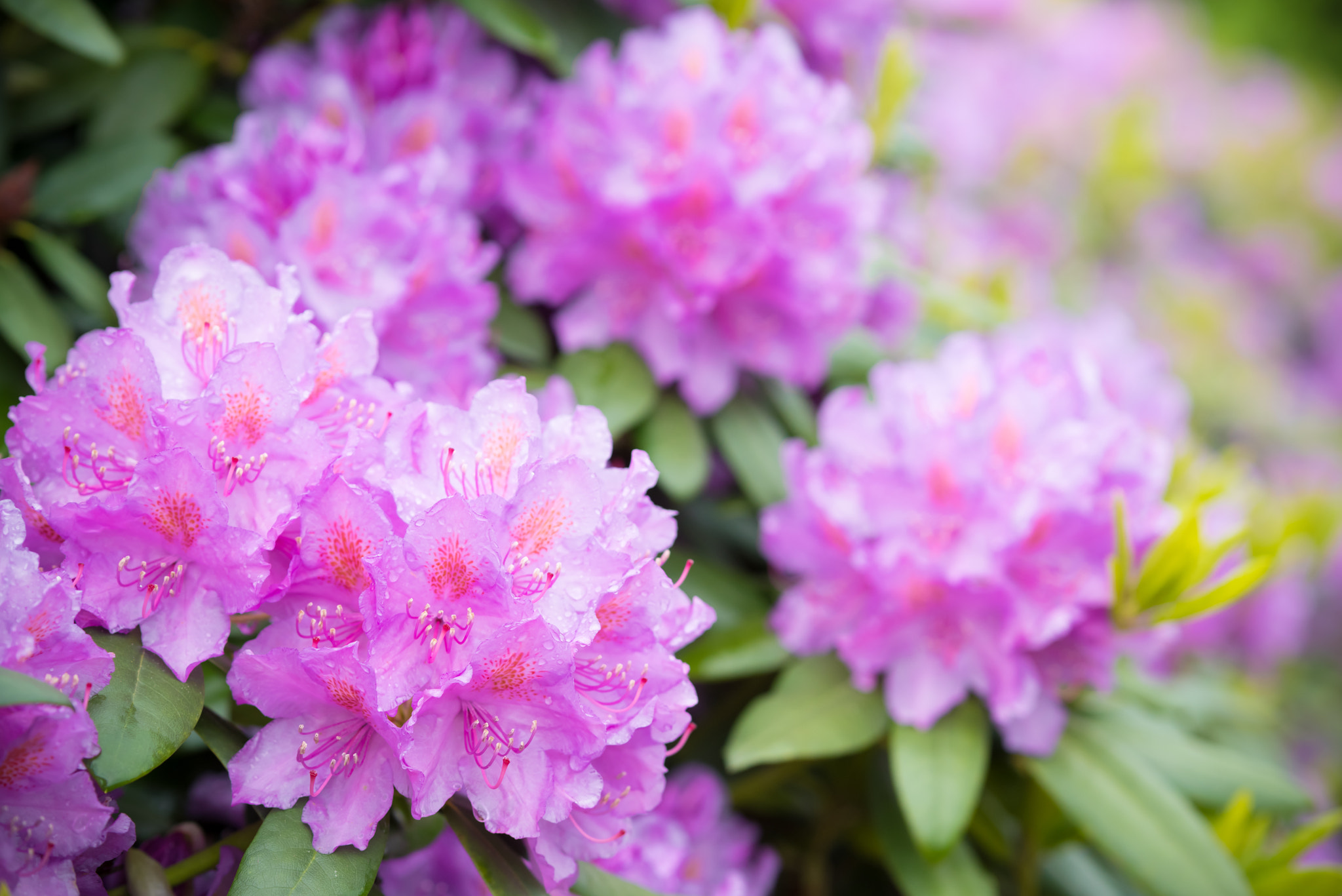 Pentax K-1 sample photo. Blooming pink rhododendron flower photography