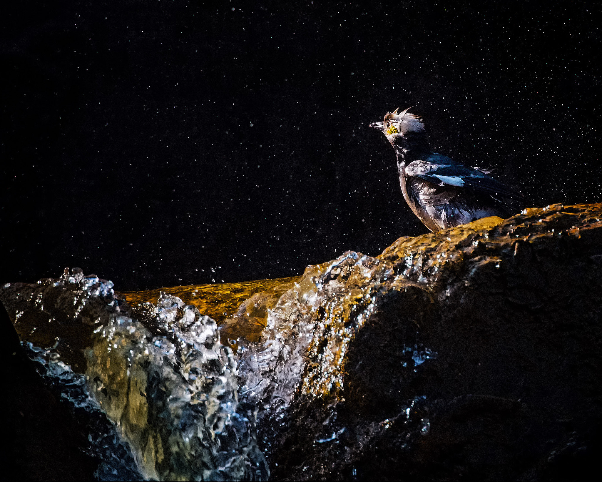 Nikon D500 sample photo. Bird watching stars photography