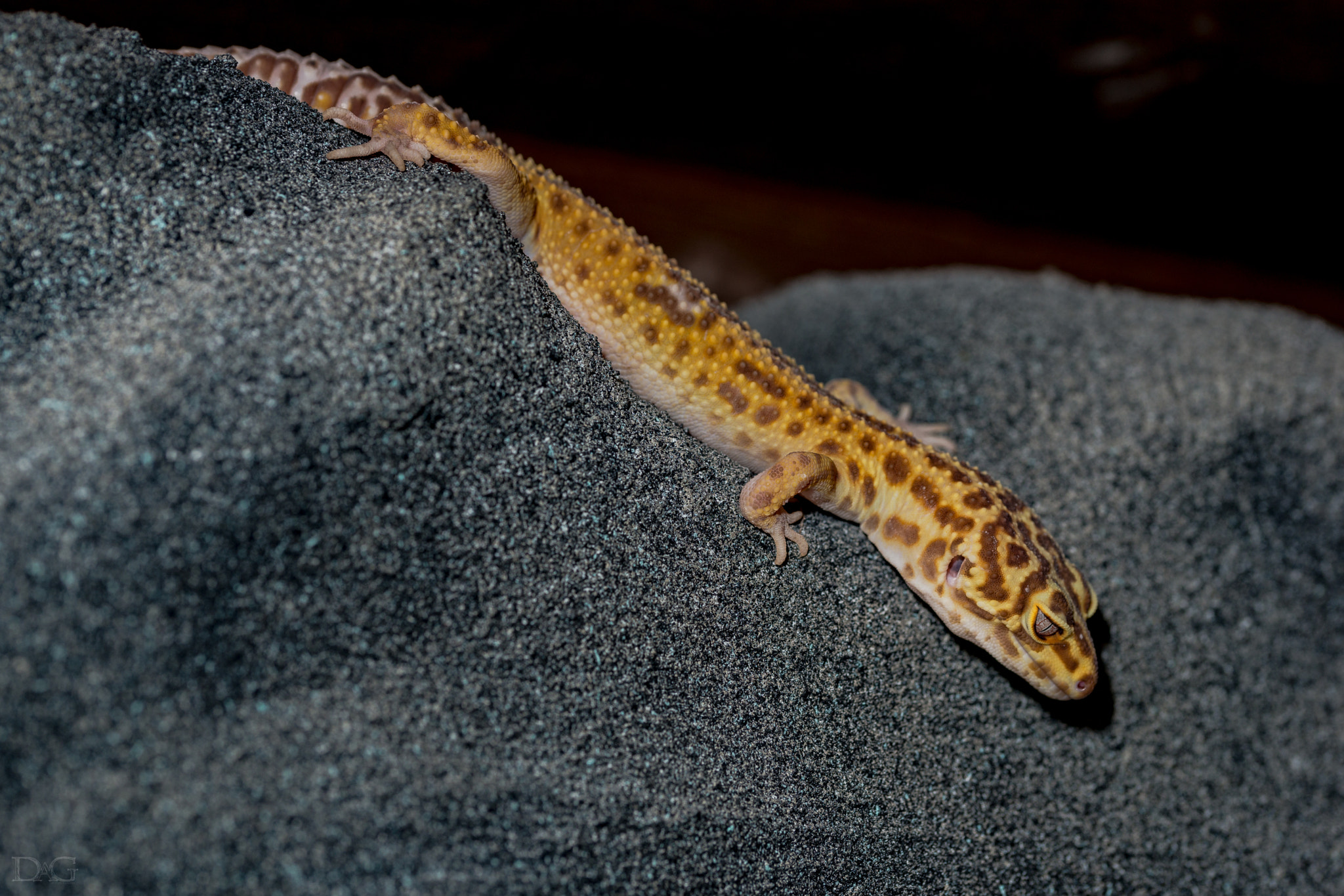 Sony a99 II + 105mm F2.8 sample photo. Eublepharis macularius - 26 photography