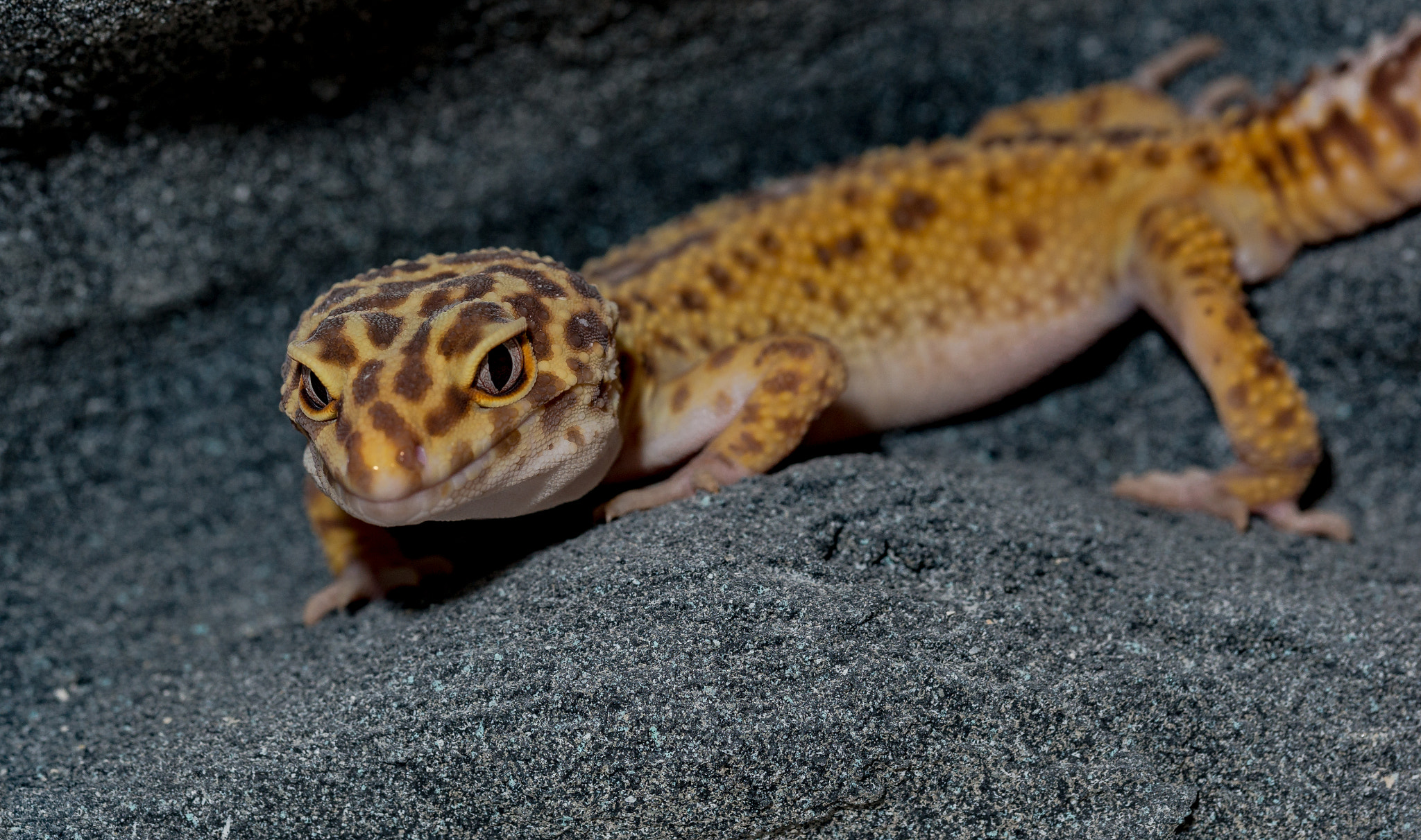 Sony a99 II + 105mm F2.8 sample photo. Eublepharis macularius - 27 photography