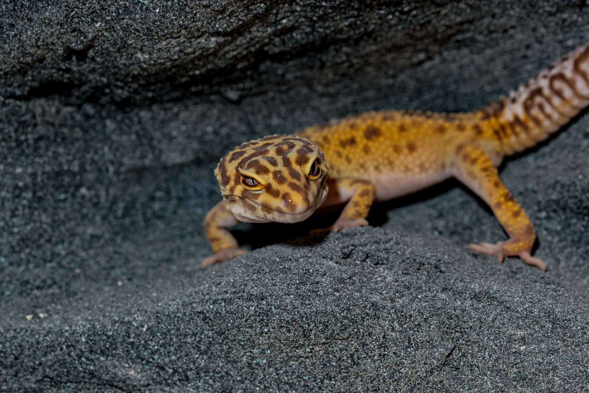 Sony a99 II + 105mm F2.8 sample photo. Eublepharis macularius - 28 photography