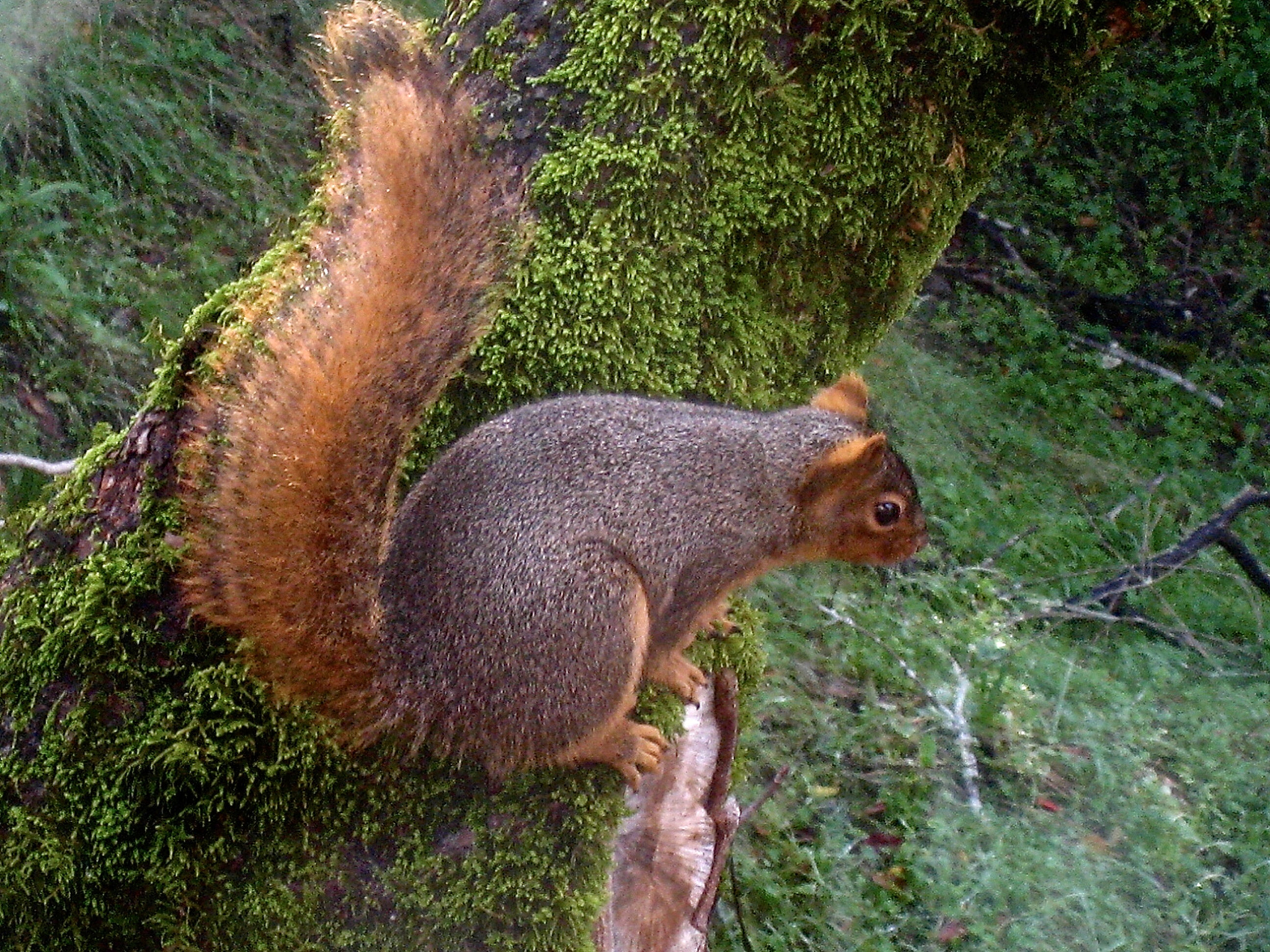 Canon POWERSHOT SD870 IS sample photo. Fox  squirrel, san anselmo, california 2010 photography