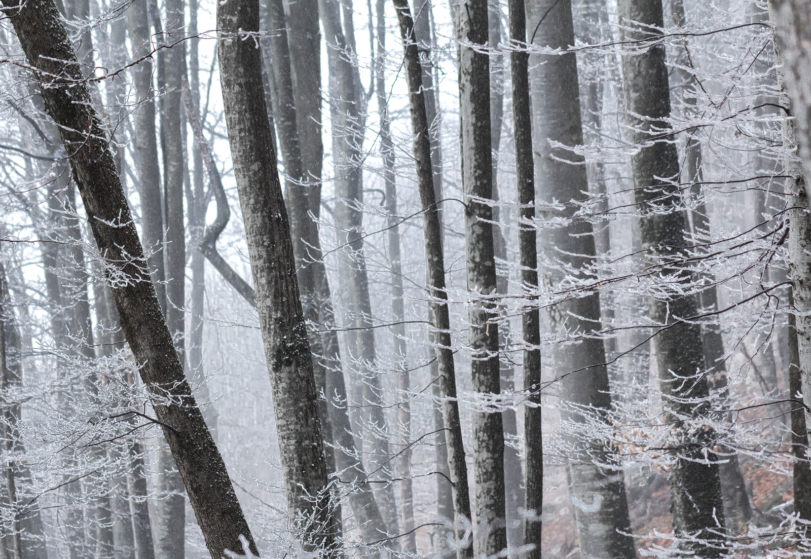 Canon EOS 60D + EF75-300mm f/4-5.6 sample photo. Magical forest photography