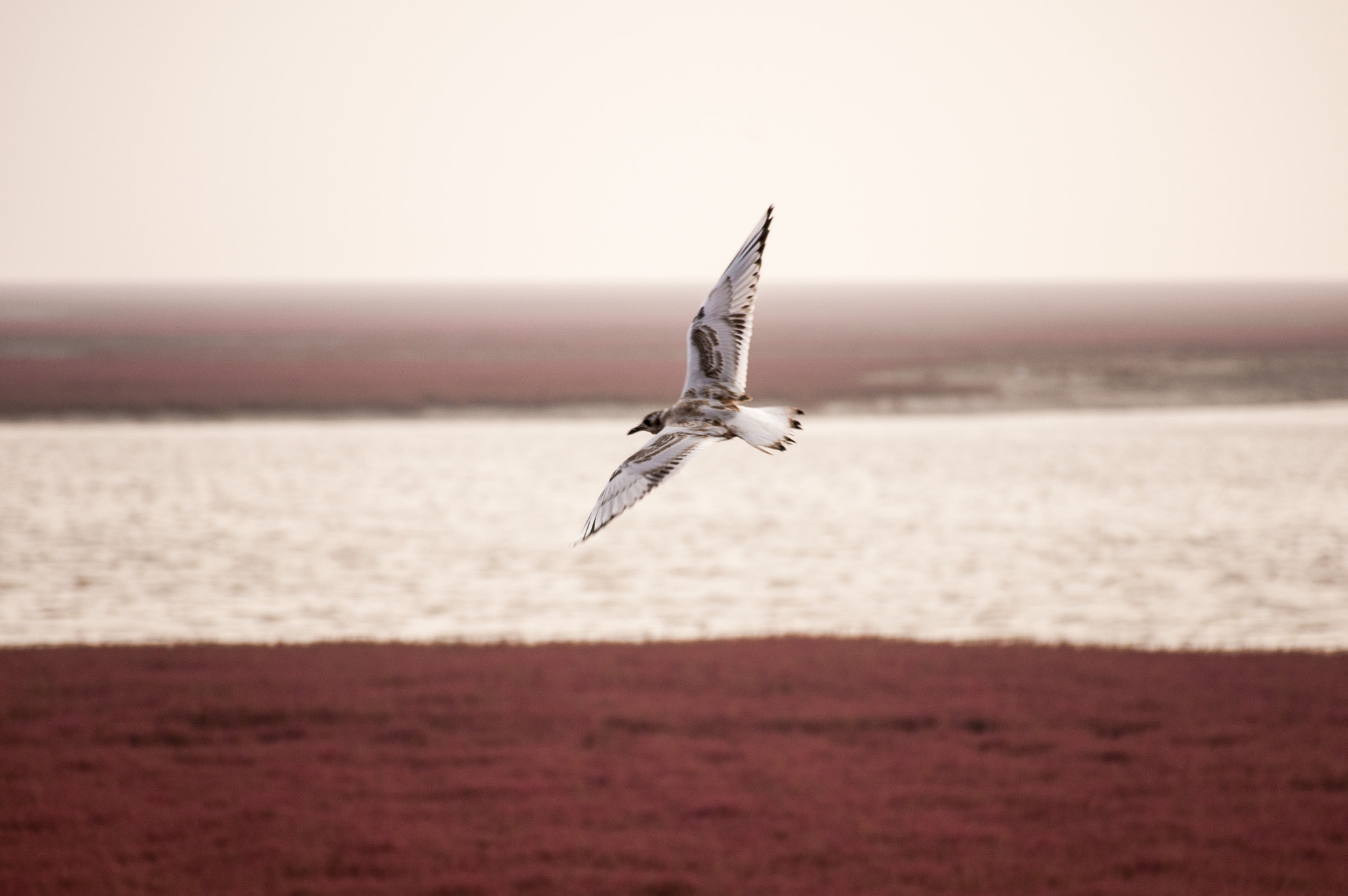 Nikon D300 sample photo. Seagull flying in red photography