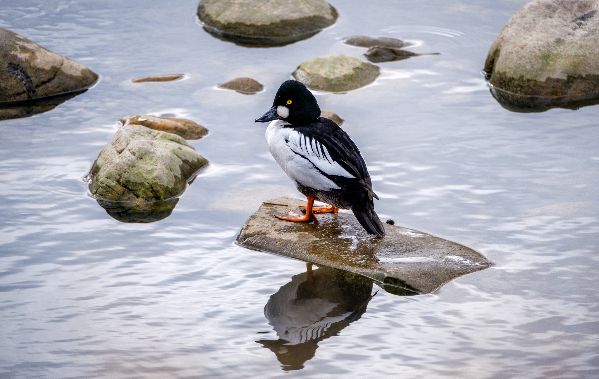 Fujifilm XF 100-400mm F4.5-5.6 R LM OIS WR sample photo. Common goldeneye photography