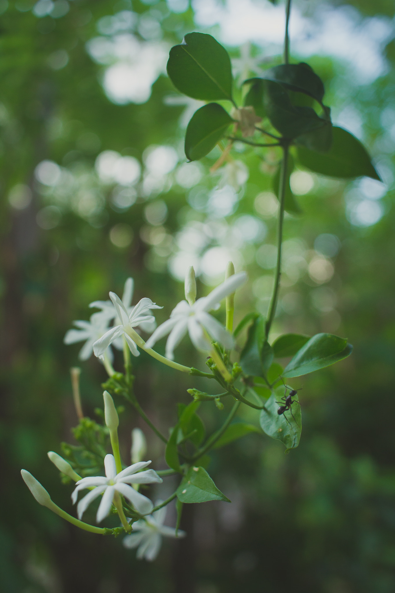 Canon EF-S 24mm F2.8 STM sample photo. Jasmine முல்லை மலர் photography