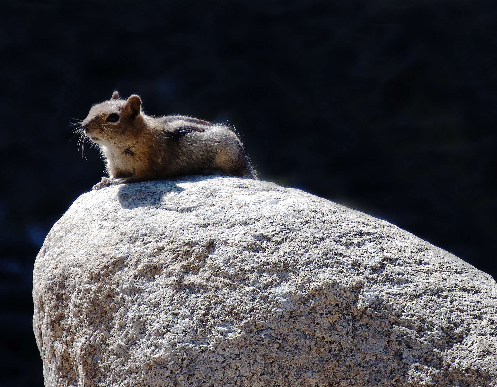 Nikon D5000 sample photo. Catching some rays photography