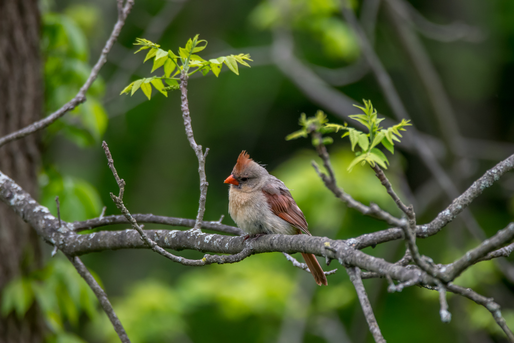 Sigma 150-600mm F5-6.3 DG OS HSM | C sample photo. Birds photography