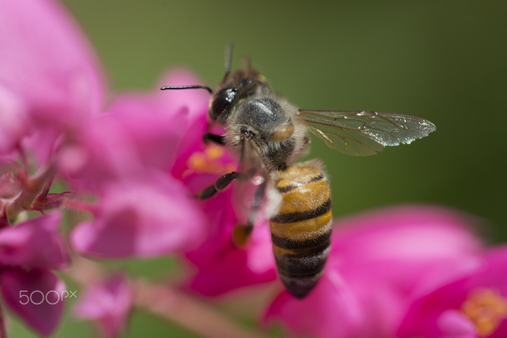 Nikon D7100 + Sigma 150mm F2.8 EX DG Macro HSM sample photo. Abelha photography