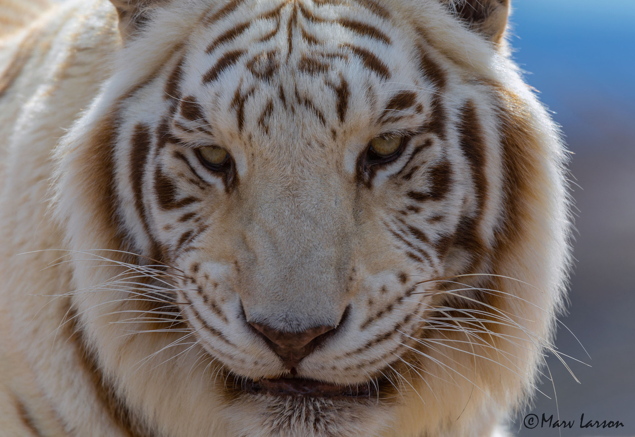 Tamron SP 150-600mm F5-6.3 Di VC USD sample photo. White tiger photography