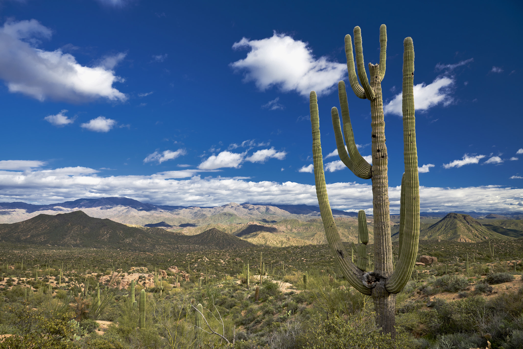 Nikon D750 + Nikon AF-S Nikkor 24-120mm F4G ED VR sample photo. Mighty saguaro photography