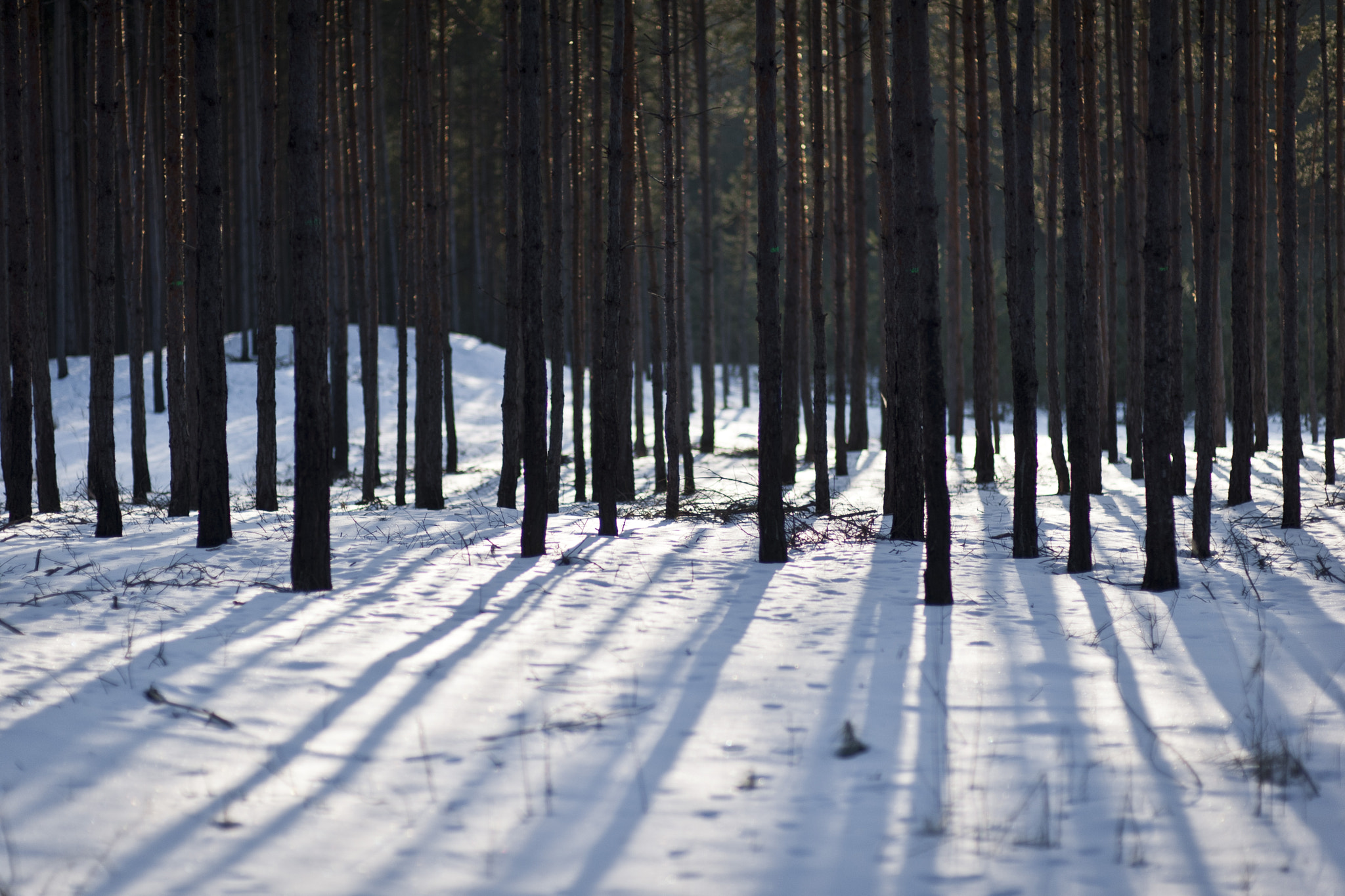 Nikon D700 + Sigma 85mm F1.4 EX DG HSM sample photo. Forest at sun set photography