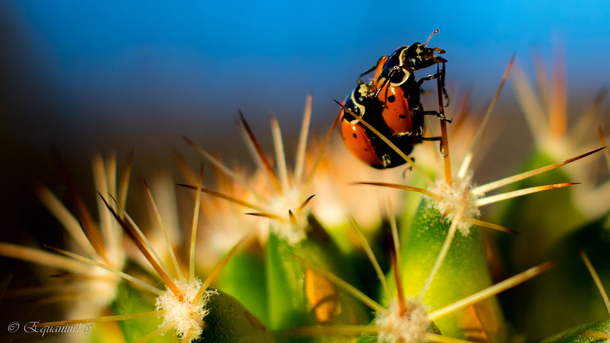 Canon EOS 750D (EOS Rebel T6i / EOS Kiss X8i) + Canon EF-S 24mm F2.8 STM sample photo. Ladybugs mating on a cactus! photography