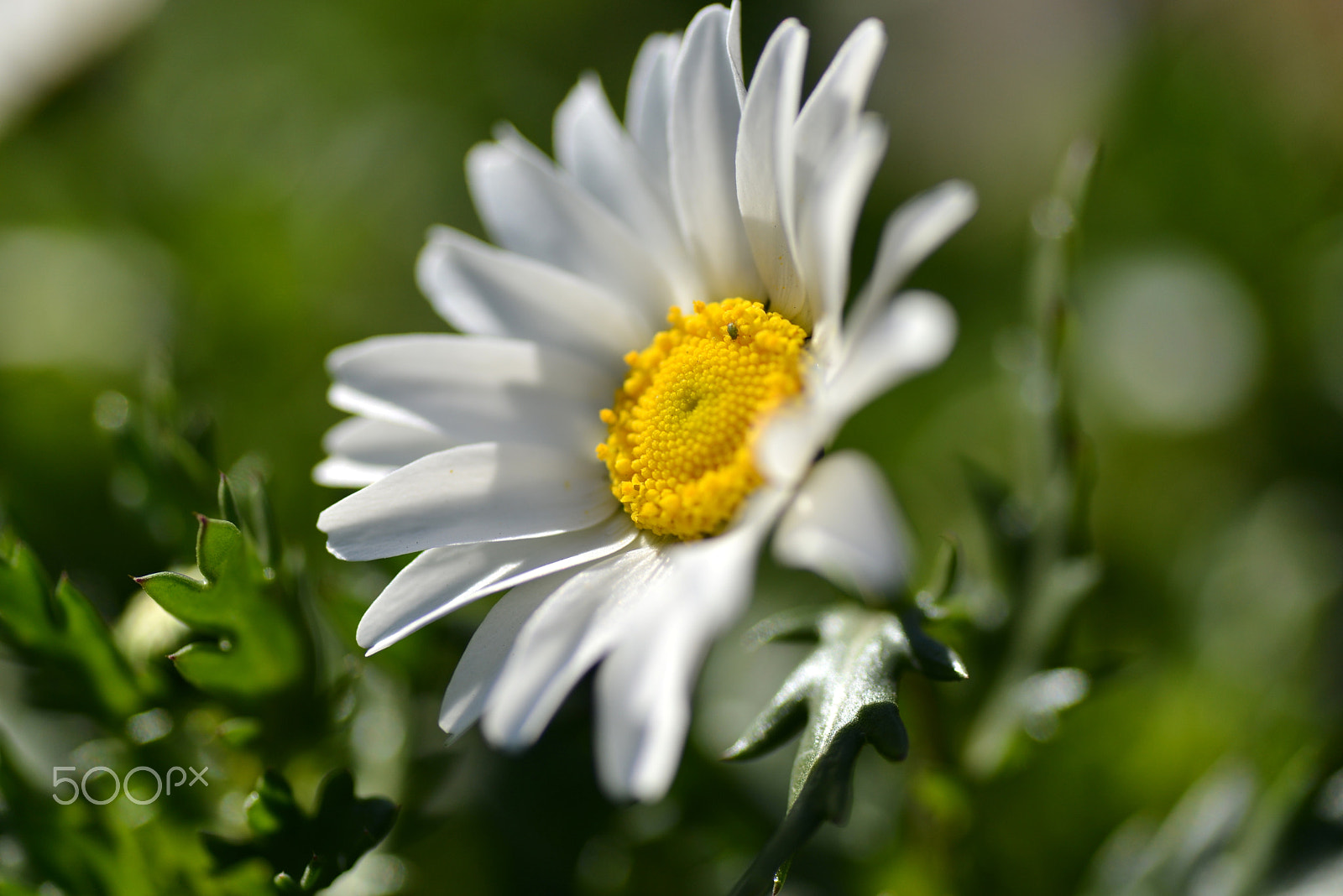 Nikon D600 sample photo. Spring approaches photography