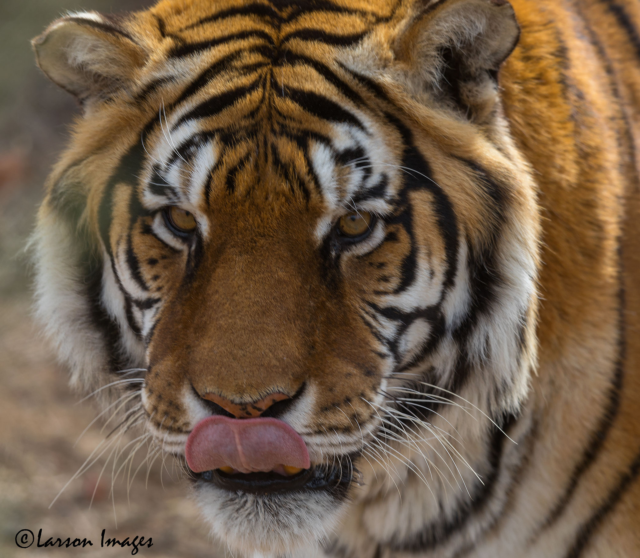 Tamron SP 150-600mm F5-6.3 Di VC USD sample photo