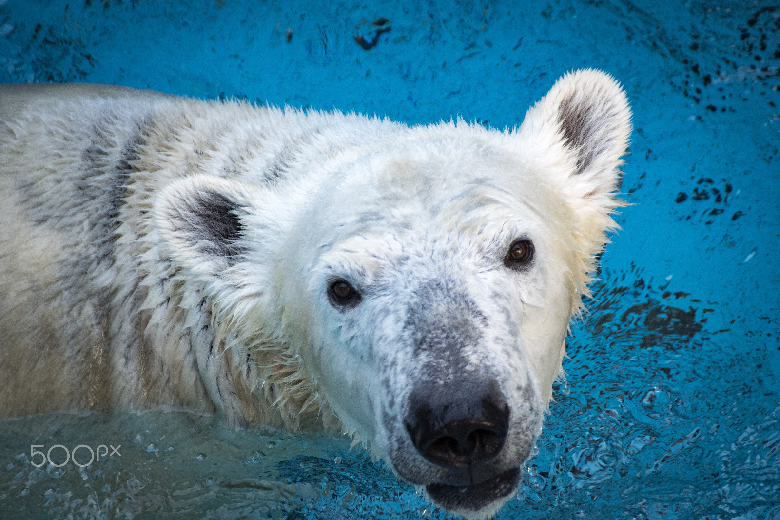 Sigma sample photo. White bear photography