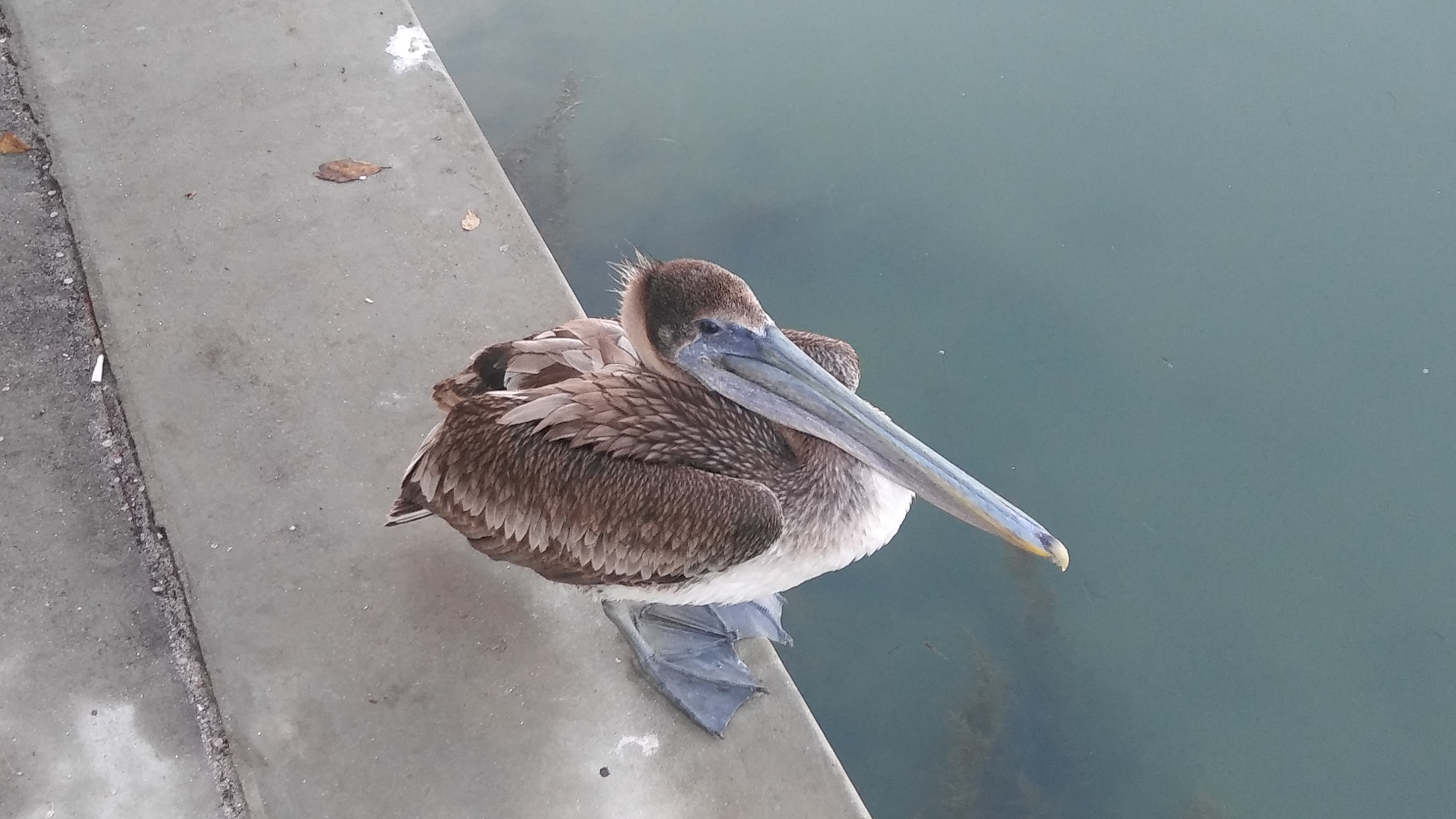 LG STYLO 2 PLUS sample photo