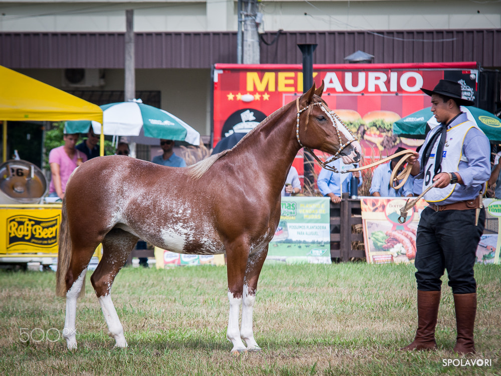 Nikon D7100 sample photo. Spolavori.fotografias-1803.jpg photography