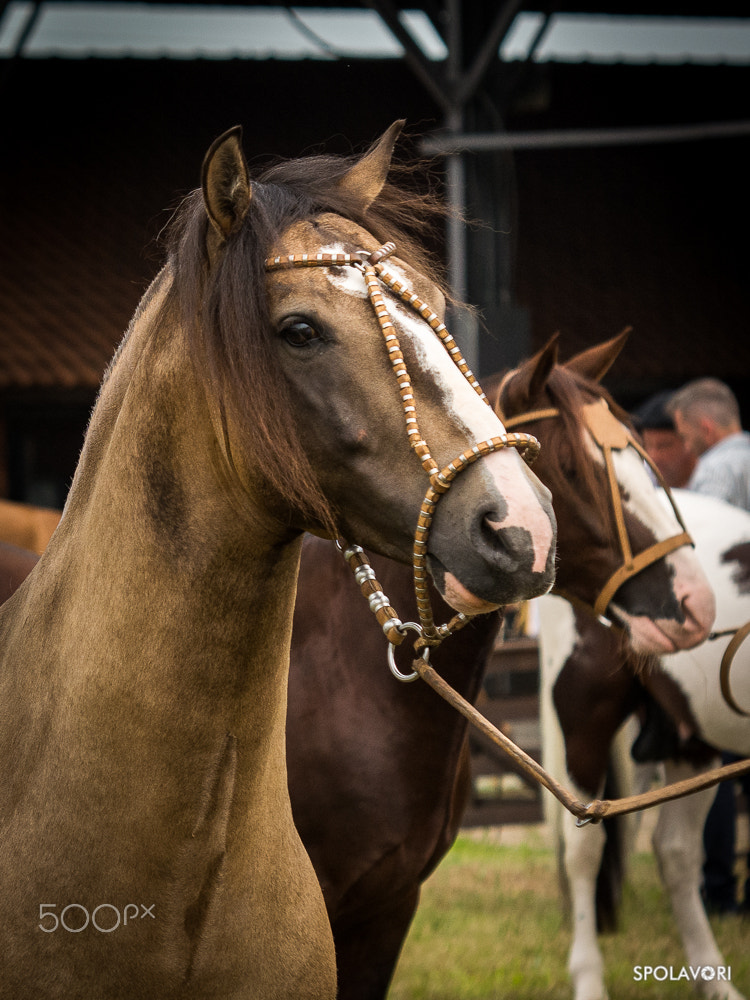 Nikon D7100 sample photo. Spolavori.fotografias-1942.jpg photography