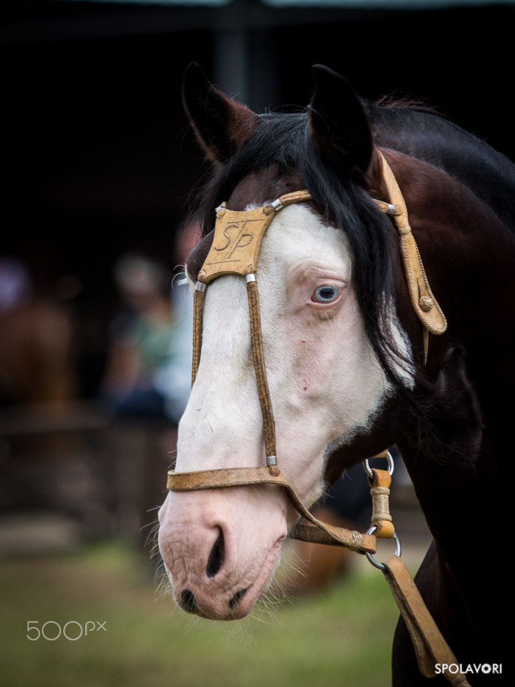 Nikon D7100 sample photo. Spolavori.fotografias-1958.jpg photography