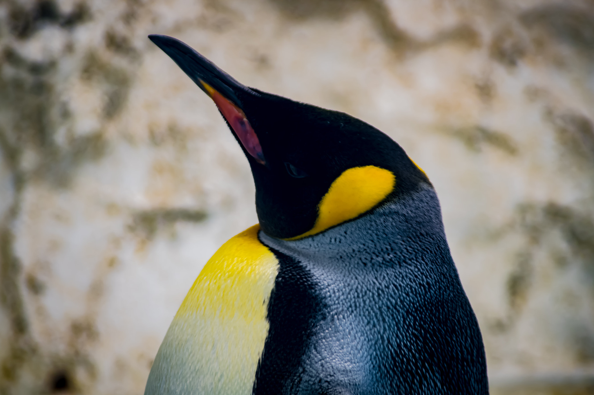Pentax K-S2 sample photo. Penguin photography