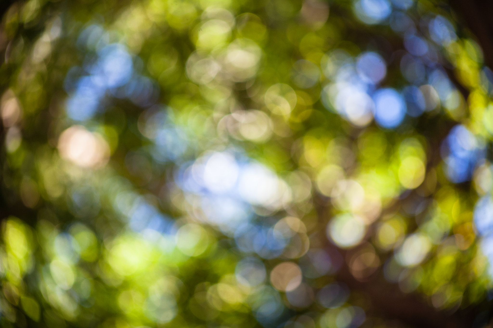 EF75-300mm f/4-5.6 sample photo. Simbiosis photography