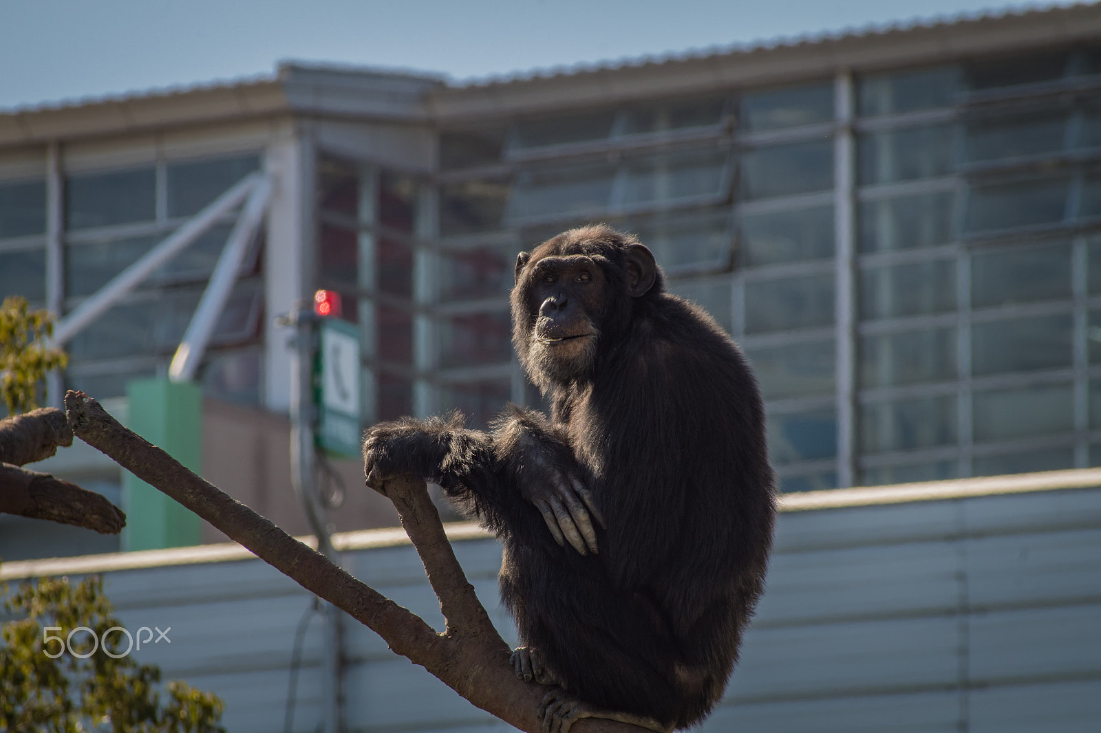Pentax K-S2 sample photo. Chimpanzee photography