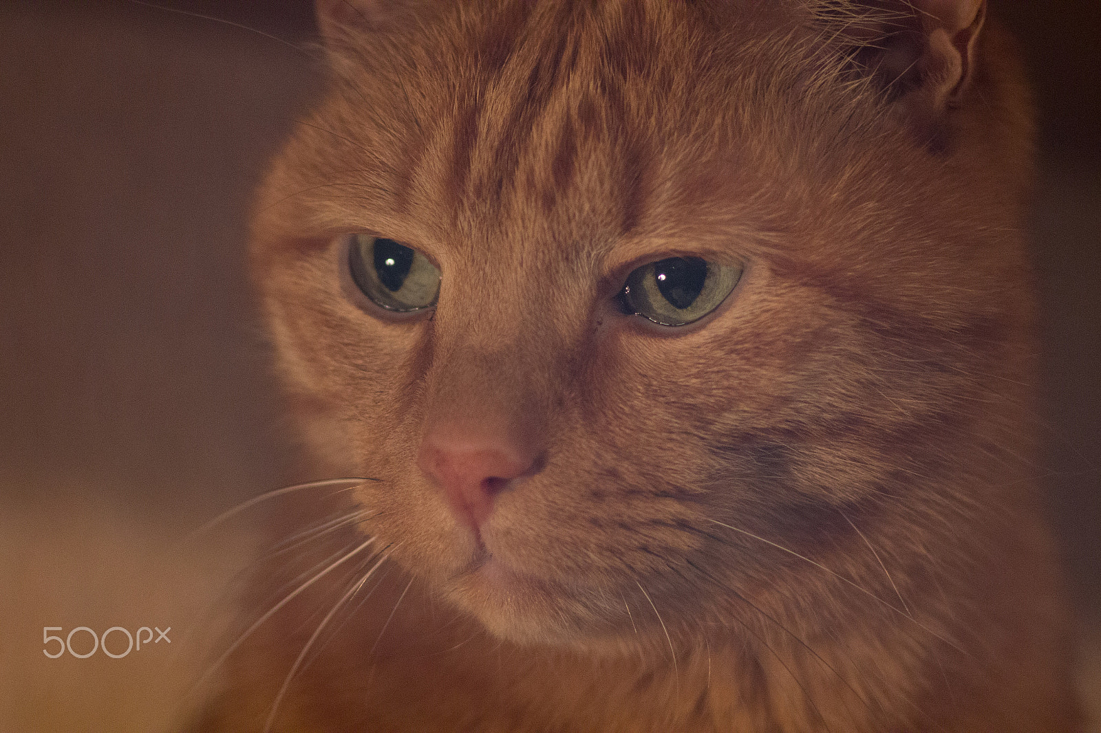 Canon EOS 60D sample photo. Red cat photography