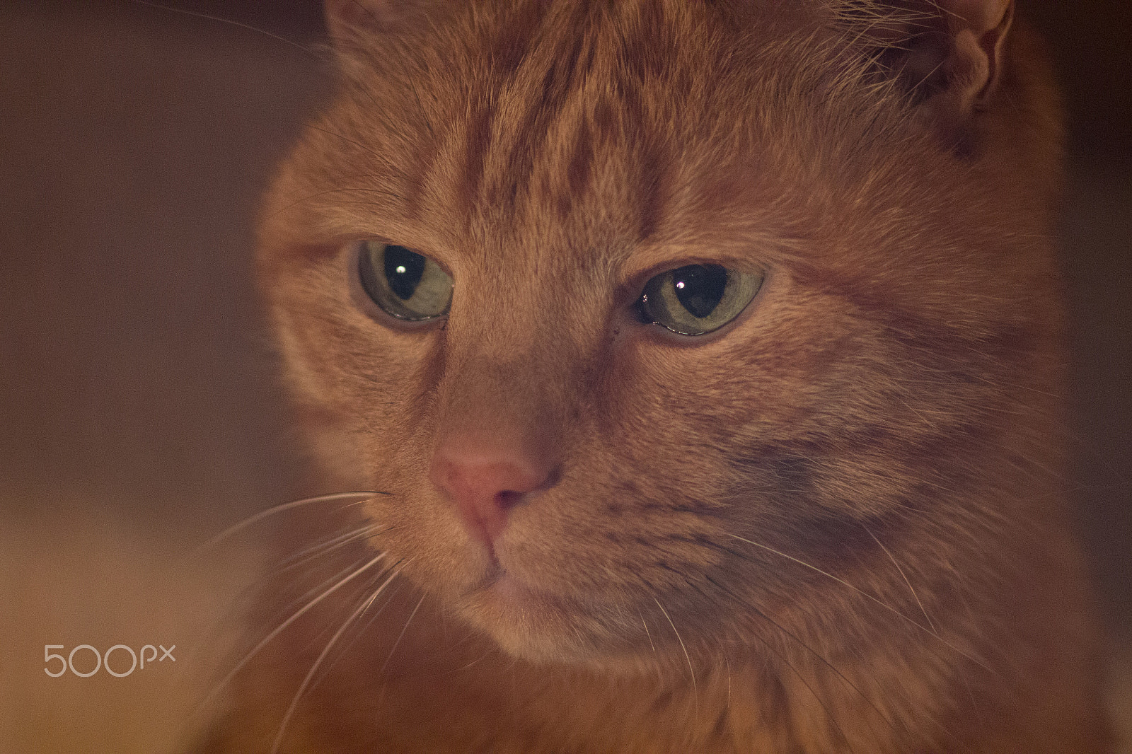 Canon EF 35-80mm f/4-5.6 sample photo. Red cat photography