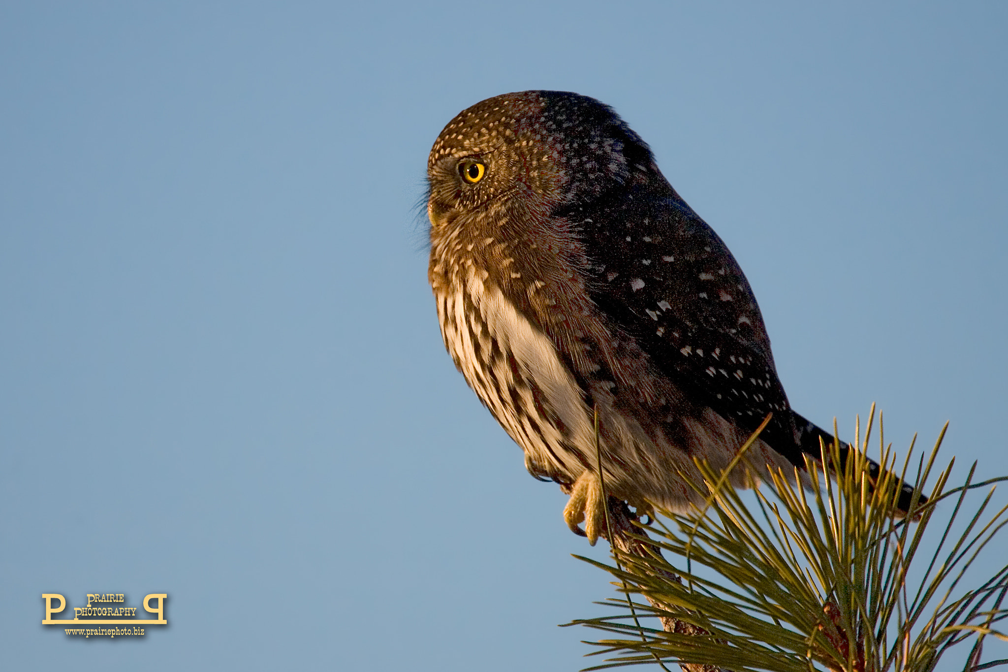 Canon EOS-1D Mark II N + Canon EF 100-400mm F4.5-5.6L IS USM sample photo. Northern pygmy owl photography