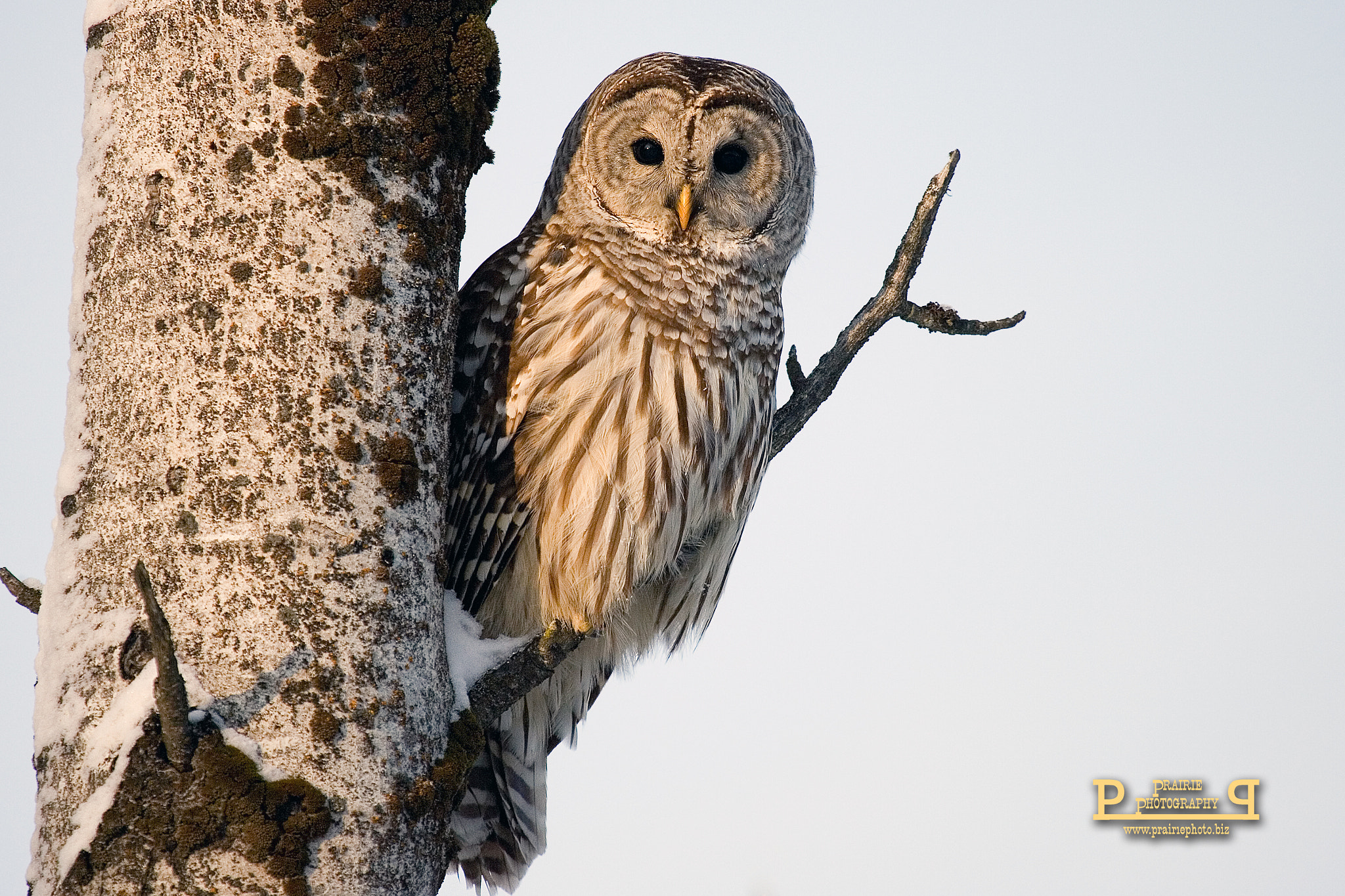 Canon EOS-1D Mark II N + Canon EF 100-400mm F4.5-5.6L IS USM sample photo. Barred owl photography