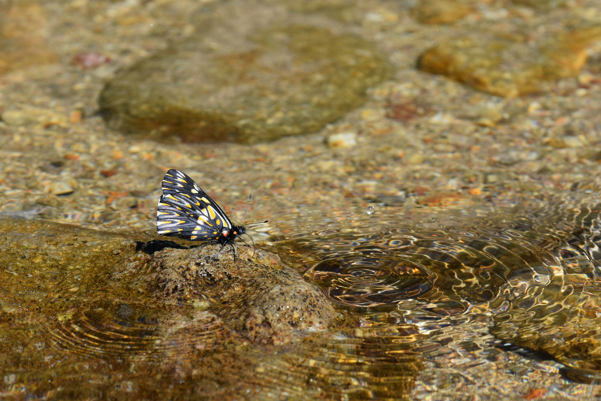 Nikon AF-S Nikkor 70-200mm F4G ED VR sample photo. Impresionante photography