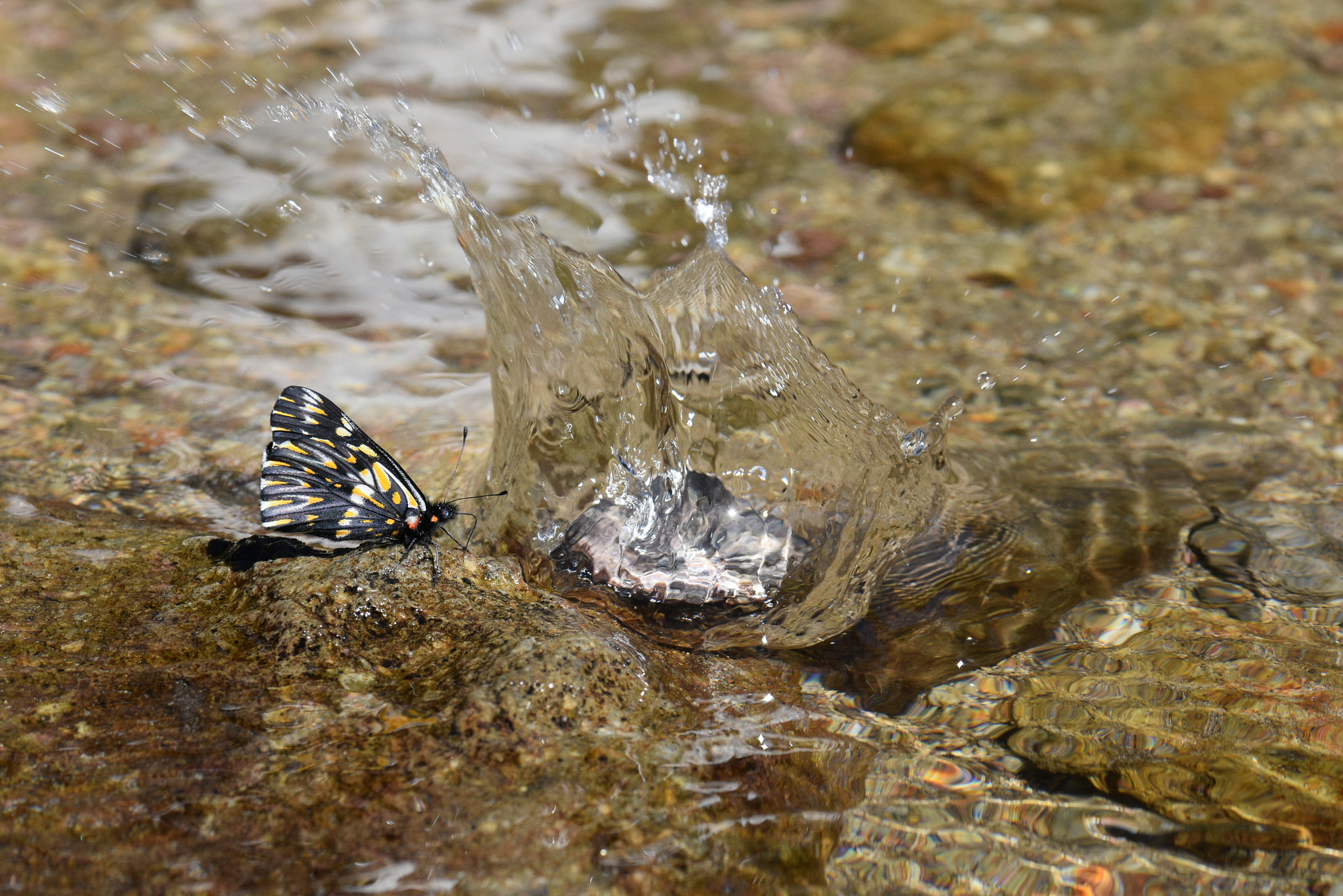 Nikon AF-S Nikkor 70-200mm F4G ED VR sample photo. Impresionante photography