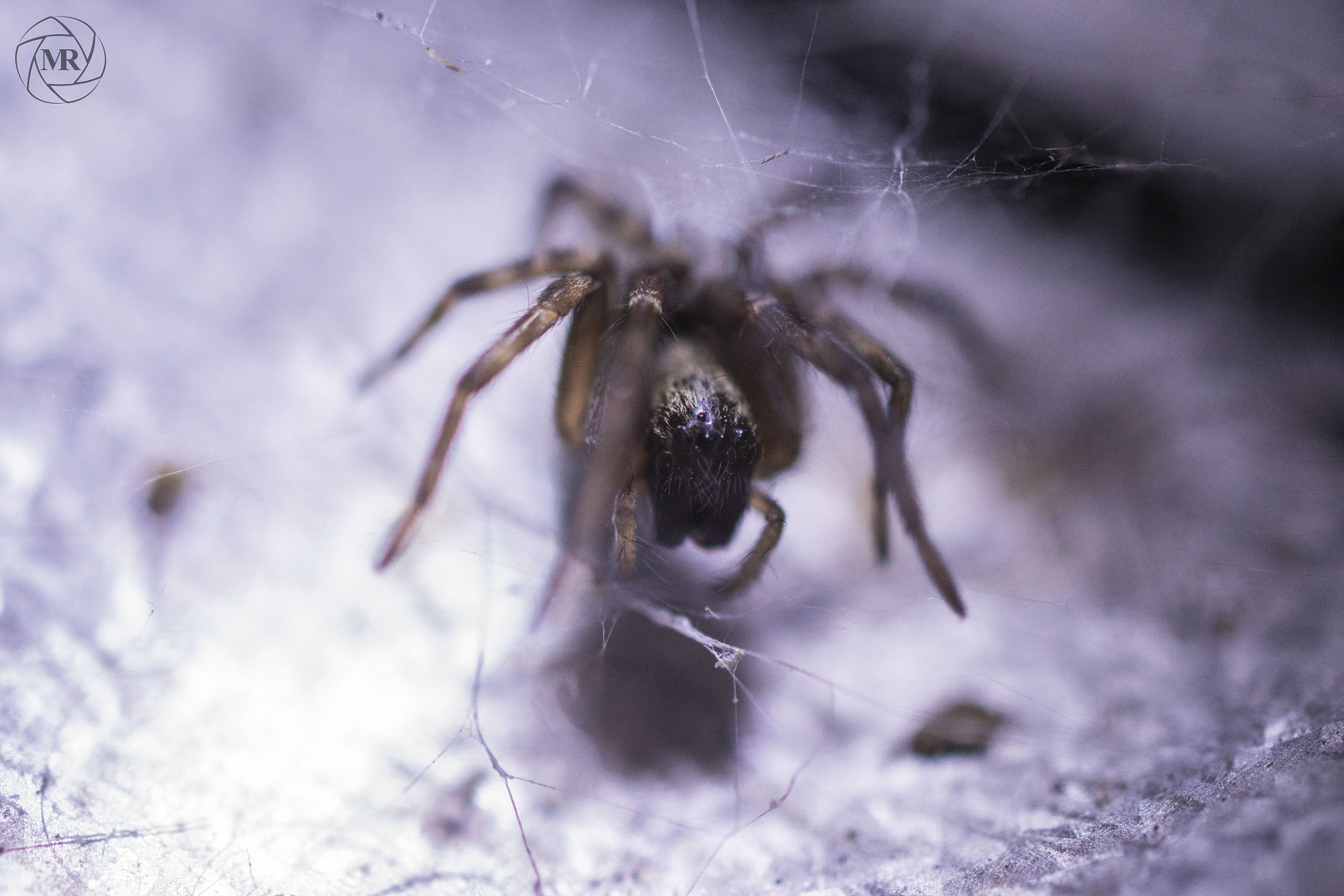 Nikon AF-S DX Micro Nikkor 40mm F2.8 sample photo. Spider photography