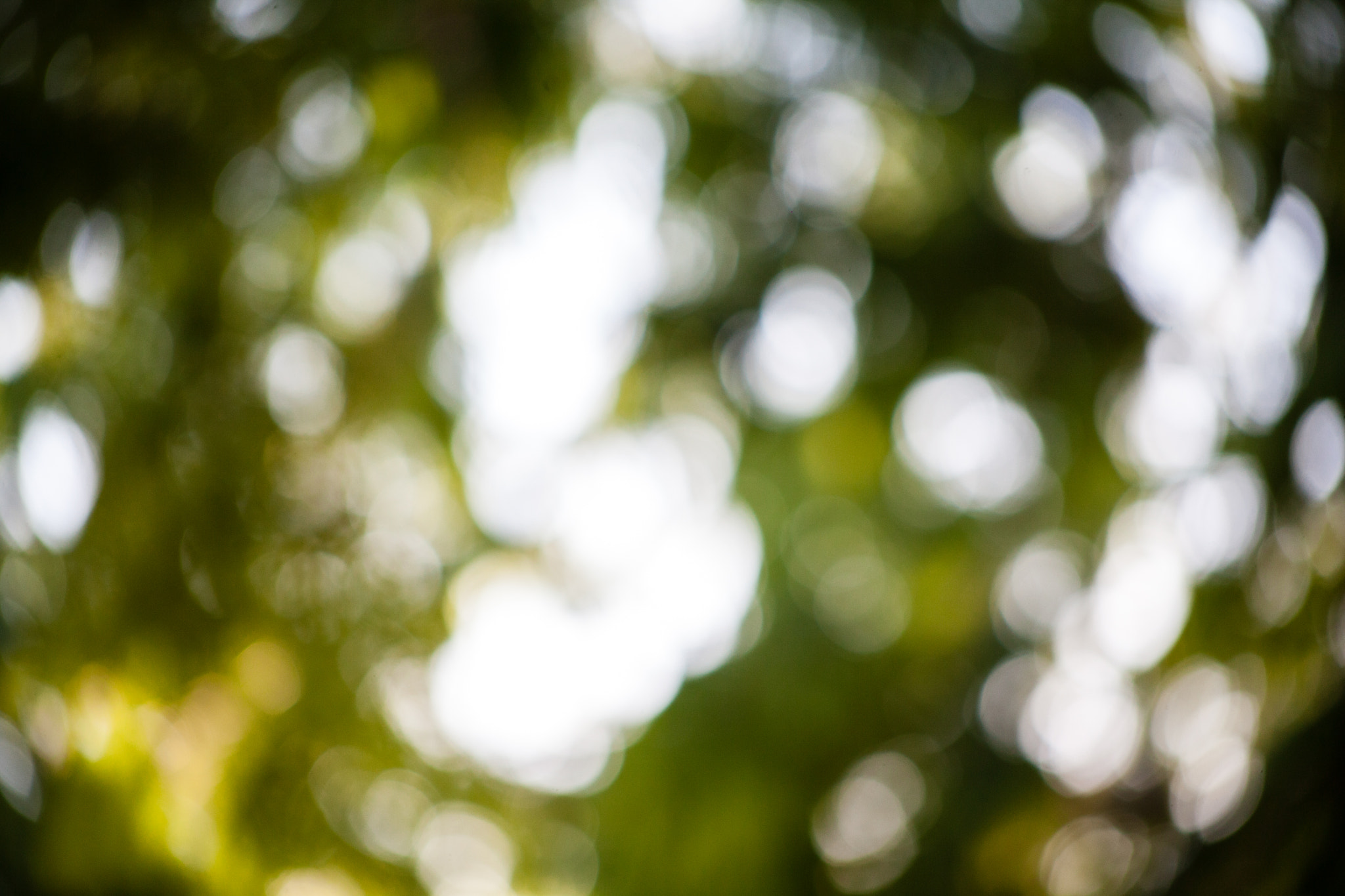 EF75-300mm f/4-5.6 sample photo. Simbiosis photography