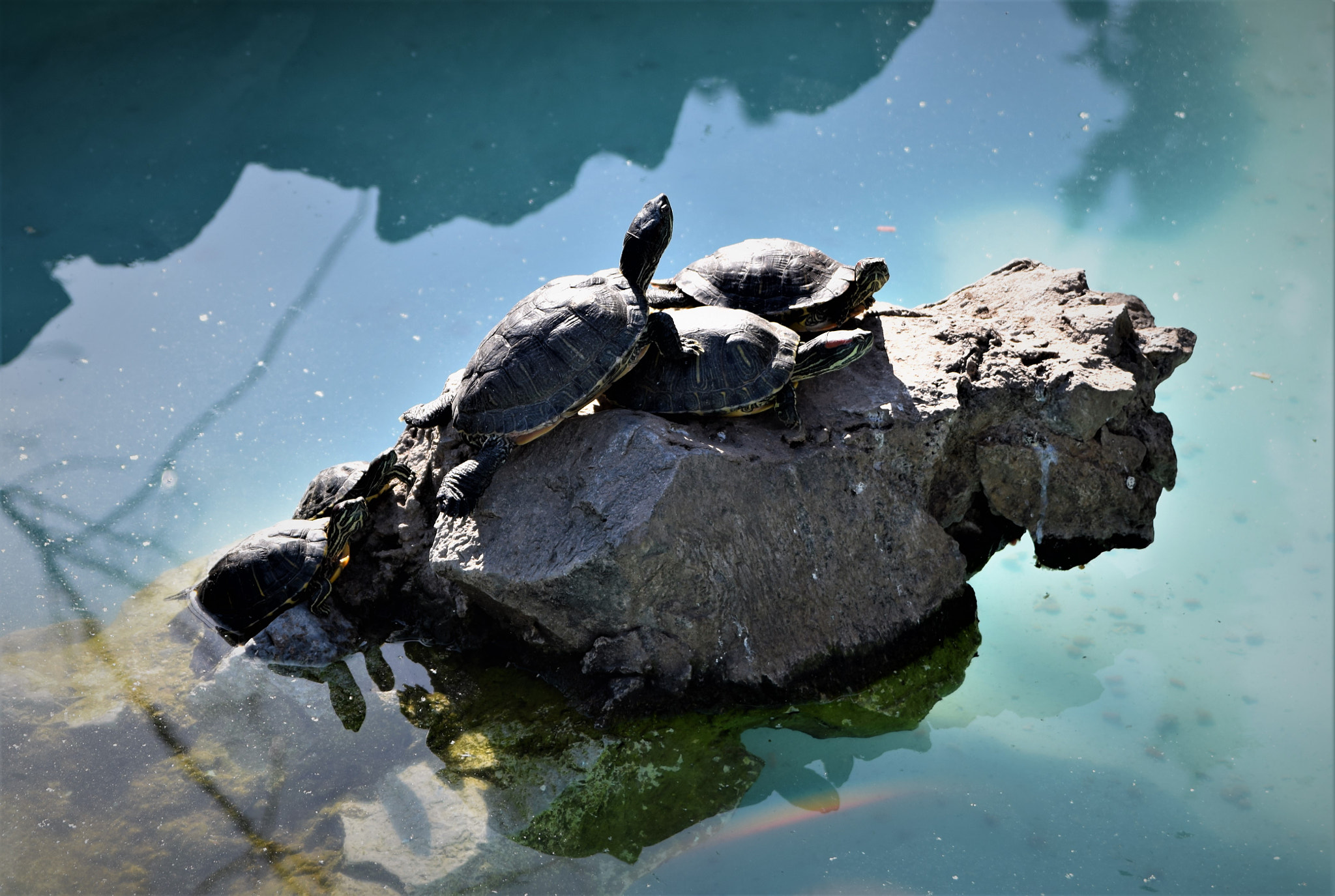Sigma 17-50mm F2.8 EX DC OS HSM sample photo. Tenderness turtles photography